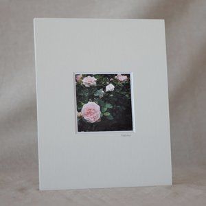 "Roses" Mini Photography Art Print
